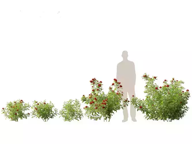 Rose - the genus Rosa