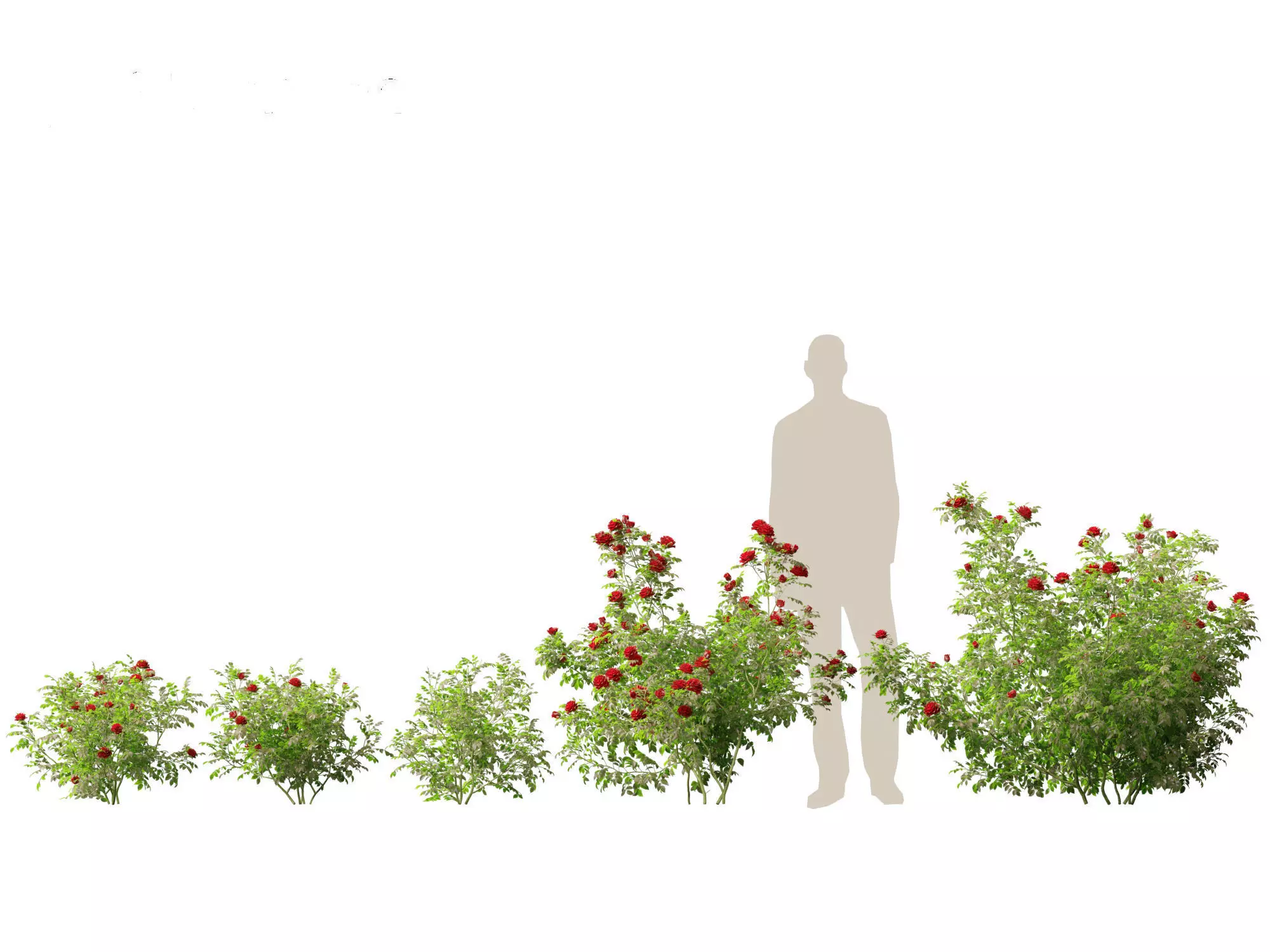 Rose - the genus Rosa 3D model