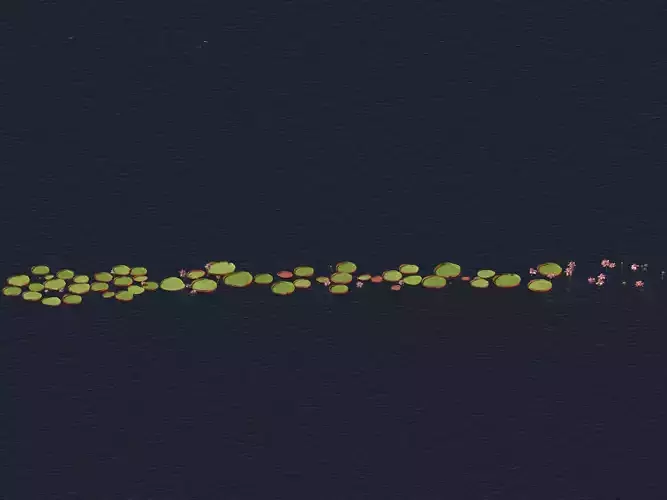 Victoria amazonica - Amazon water lily