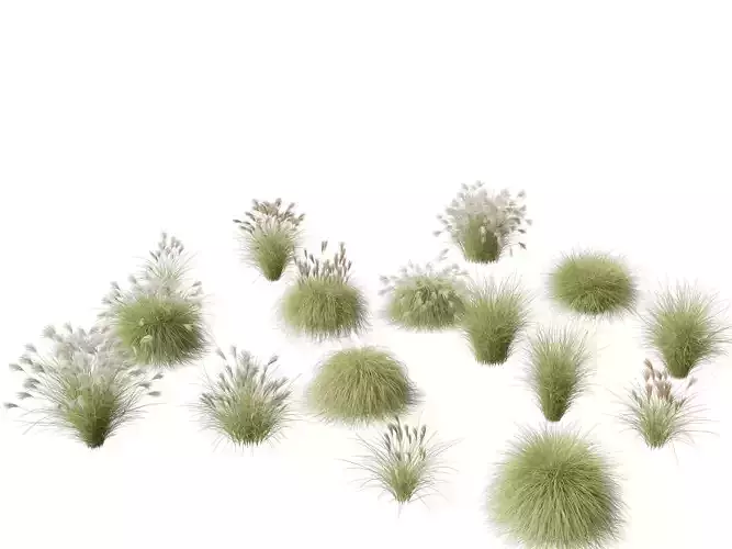 Miscanthus sinensis Gracillimus - Chinese silver grass 3D model