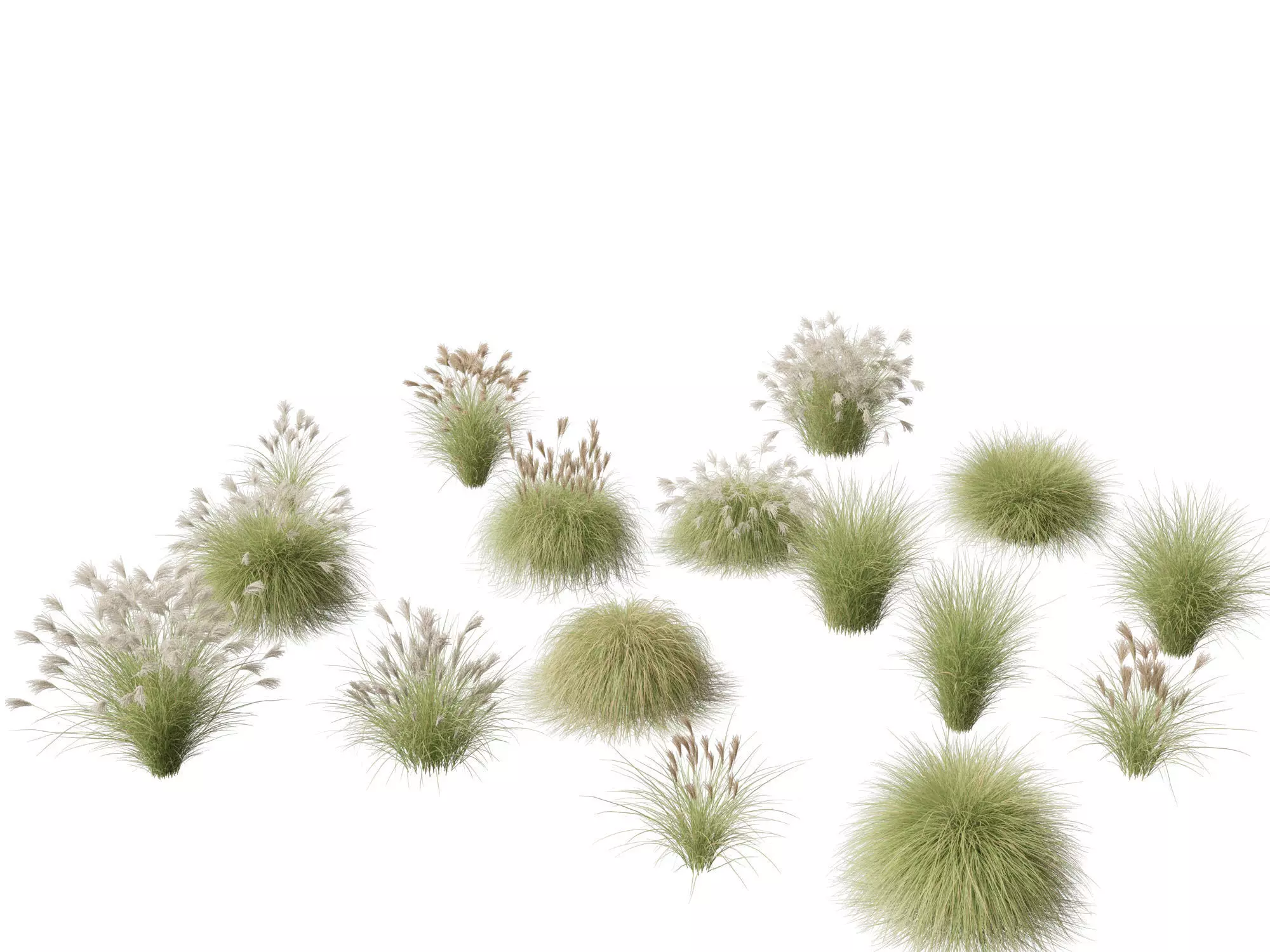 Miscanthus sinensis Gracillimus - Chinese silver grass 3D model