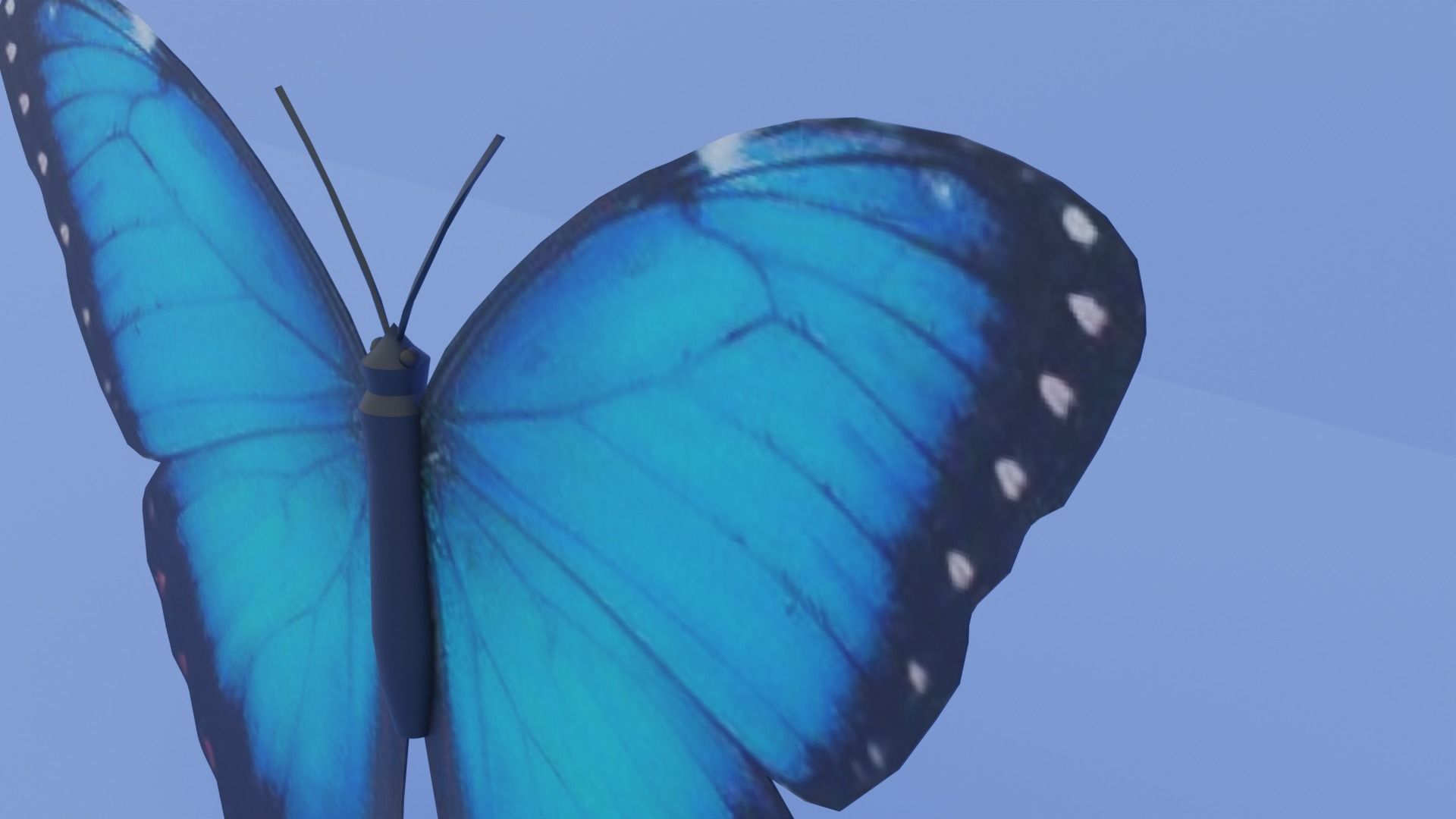 Blue Morpho Butterfly Low-poly 3D model_4