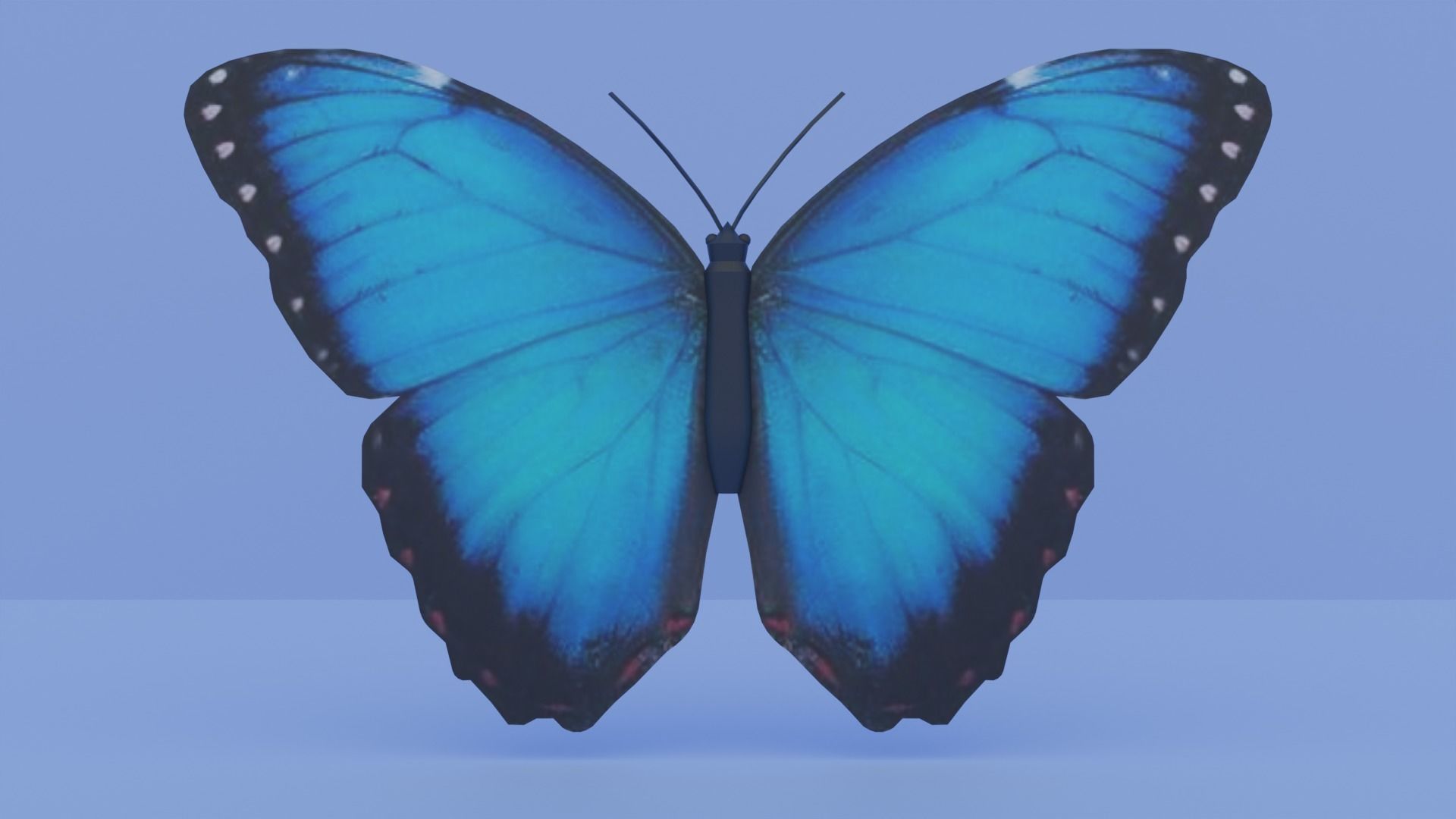 Blue Morpho Butterfly Low-poly 3D model_3