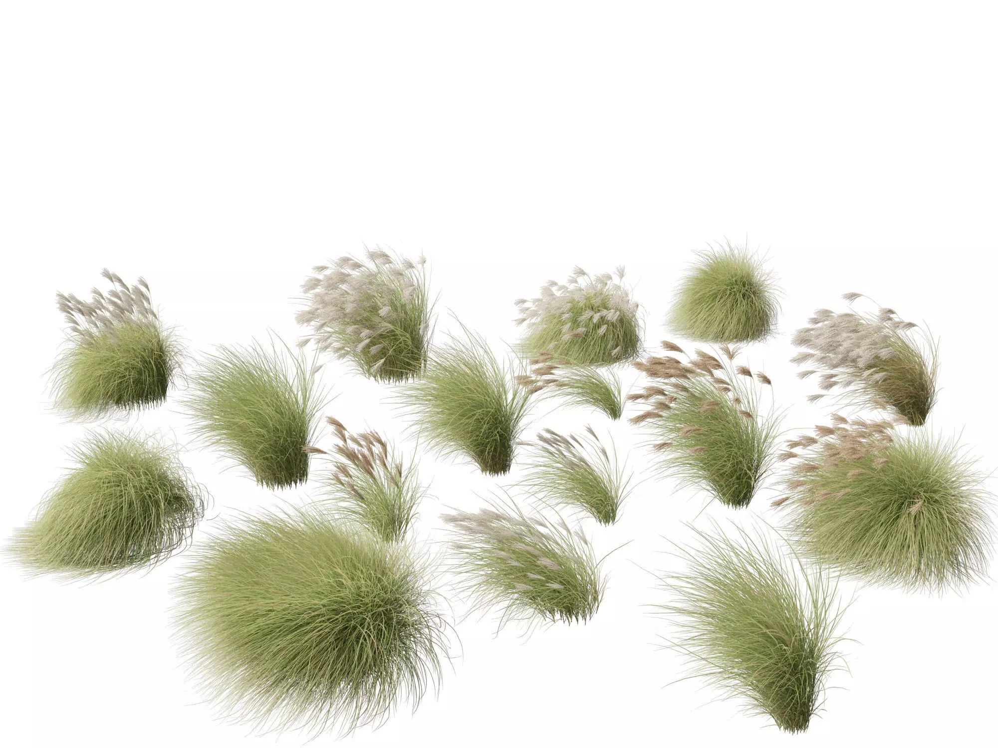 HighPolyLowPoly-Miscanthus sinensis Gracillimus- silver grass 02 Low-poly 3D model