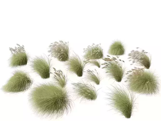HighPolyLowPoly-Miscanthus sinensis Gracillimus- silver grass 02