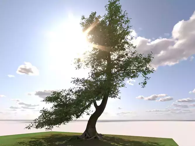San Benedetto plane tree 3D model