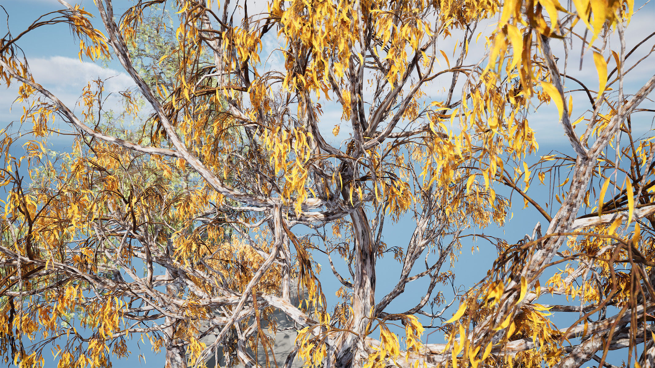 Gum Trees 3D Pack with Summer Fall and Winter Leaf Colors 3D model_16