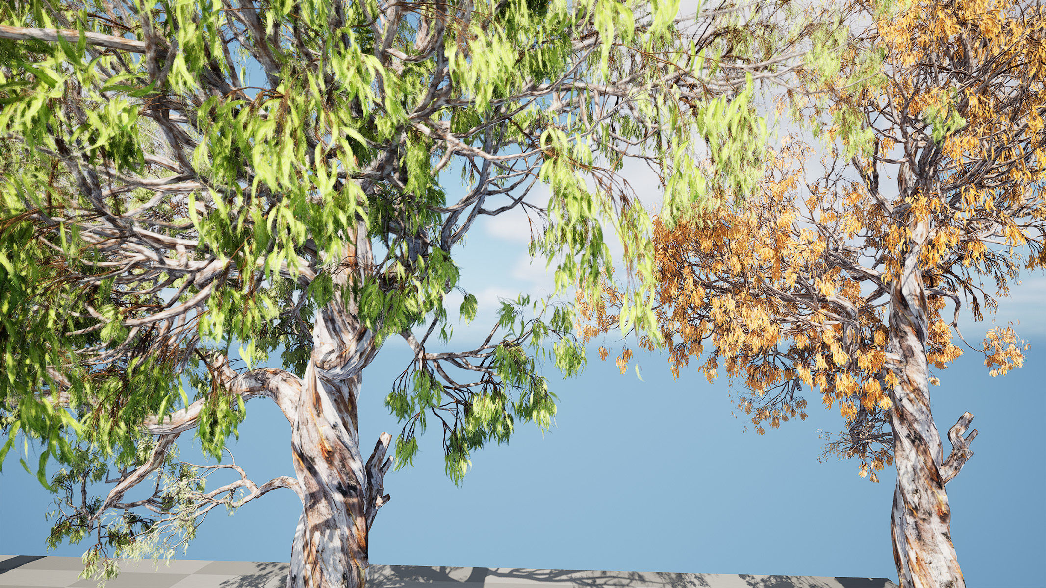Gum Trees 3D Pack with Summer Fall and Winter Leaf Colors 3D model_15