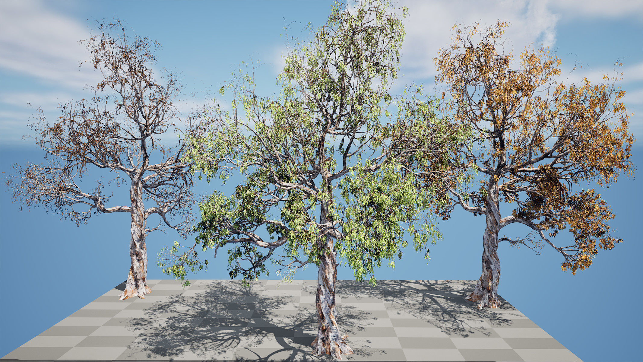 Gum Trees 3D Pack with Summer Fall and Winter Leaf Colors 3D model_17