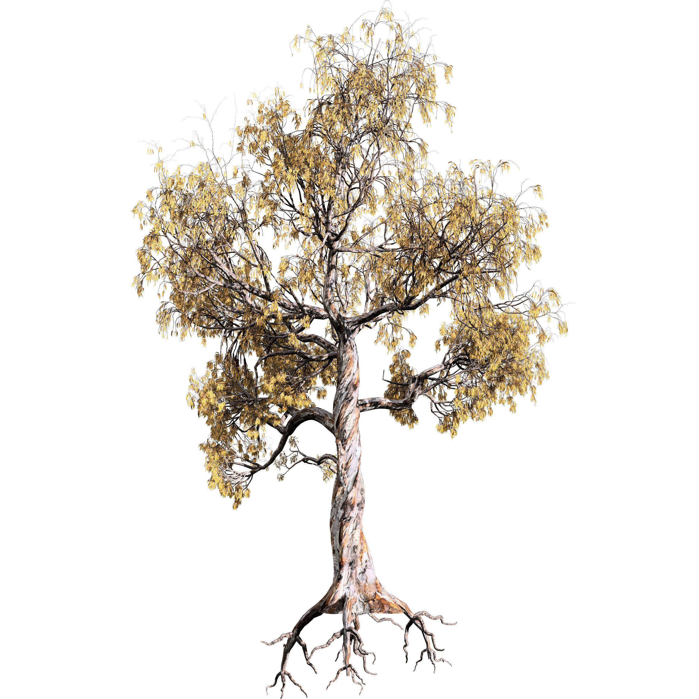 Gum Trees 3D Pack with Summer Fall and Winter Leaf Colors 3D model_14