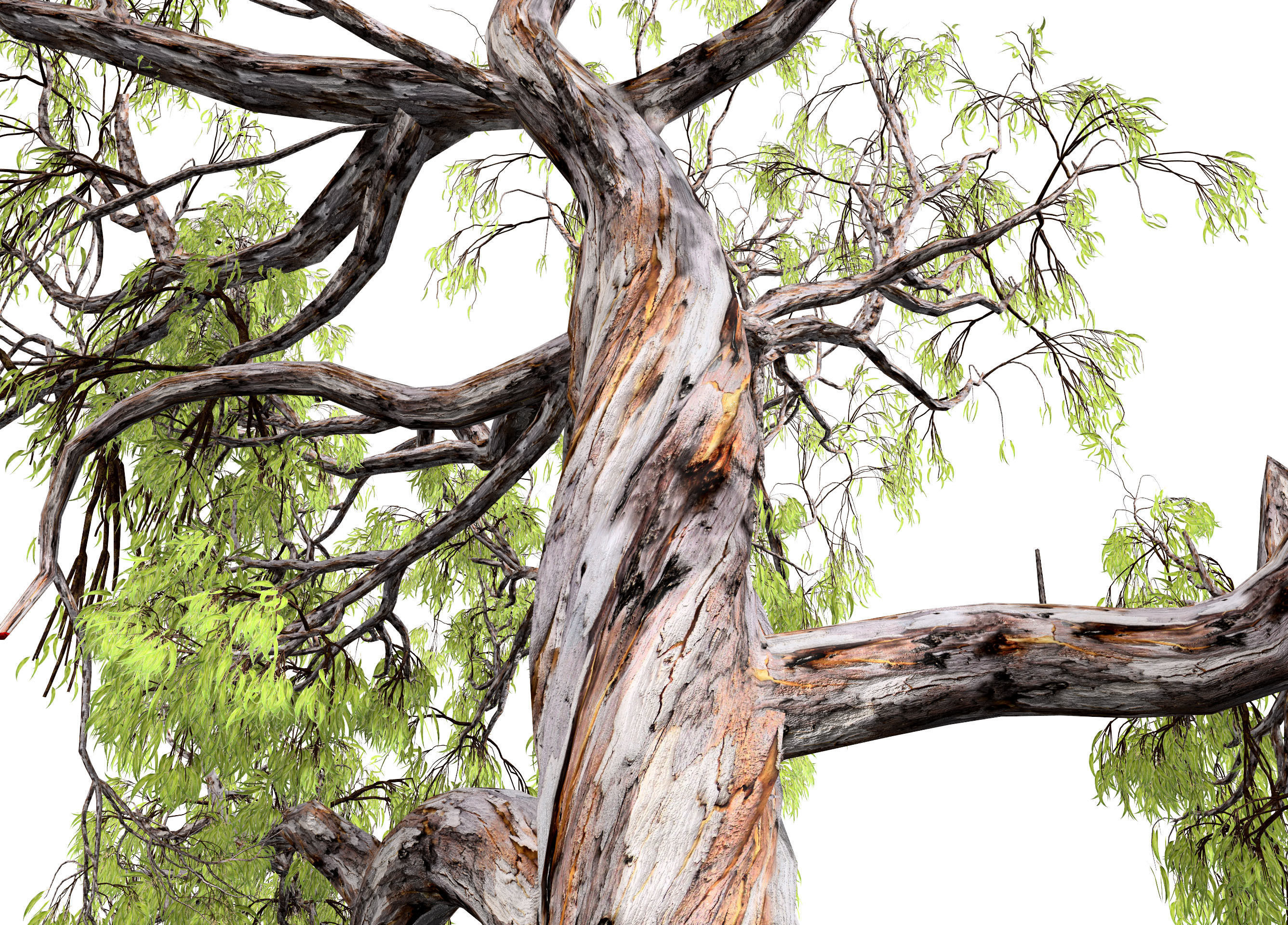 Gum Trees 3D Pack with Summer Fall and Winter Leaf Colors 3D model_2