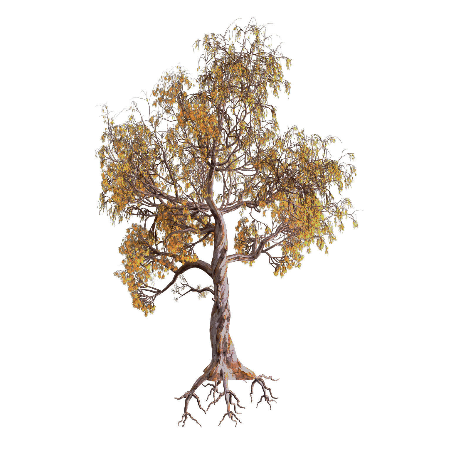 Gum Trees 3D Pack with Summer Fall and Winter Leaf Colors 3D model_7