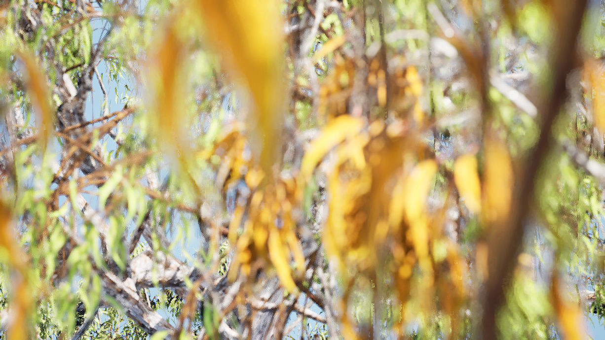 Gum Trees 3D Pack with Summer Fall and Winter Leaf Colors 3D model_5