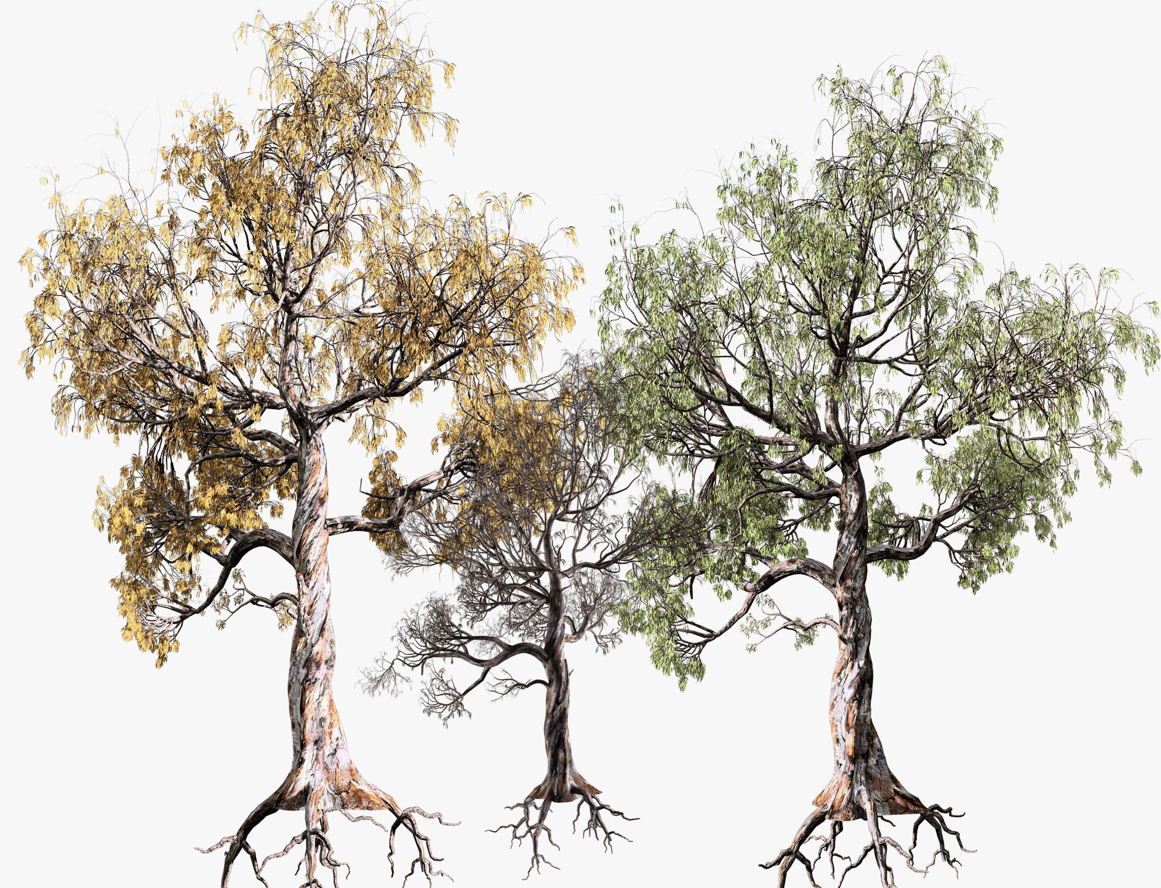 Gum Trees 3D Pack with Summer Fall and Winter Leaf Colors 3D model_3