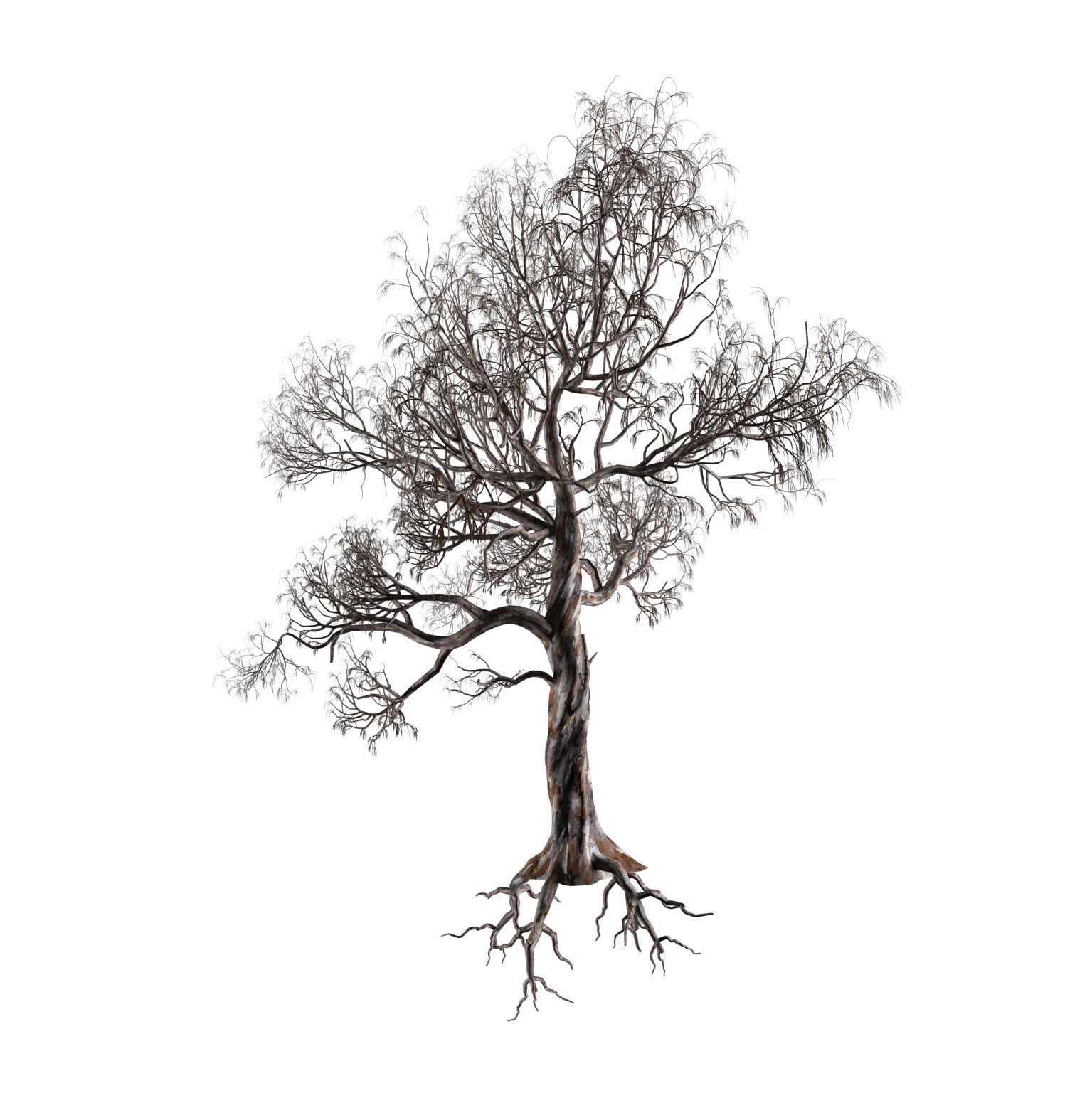 Gum Trees 3D Pack with Summer Fall and Winter Leaf Colors 3D model_8