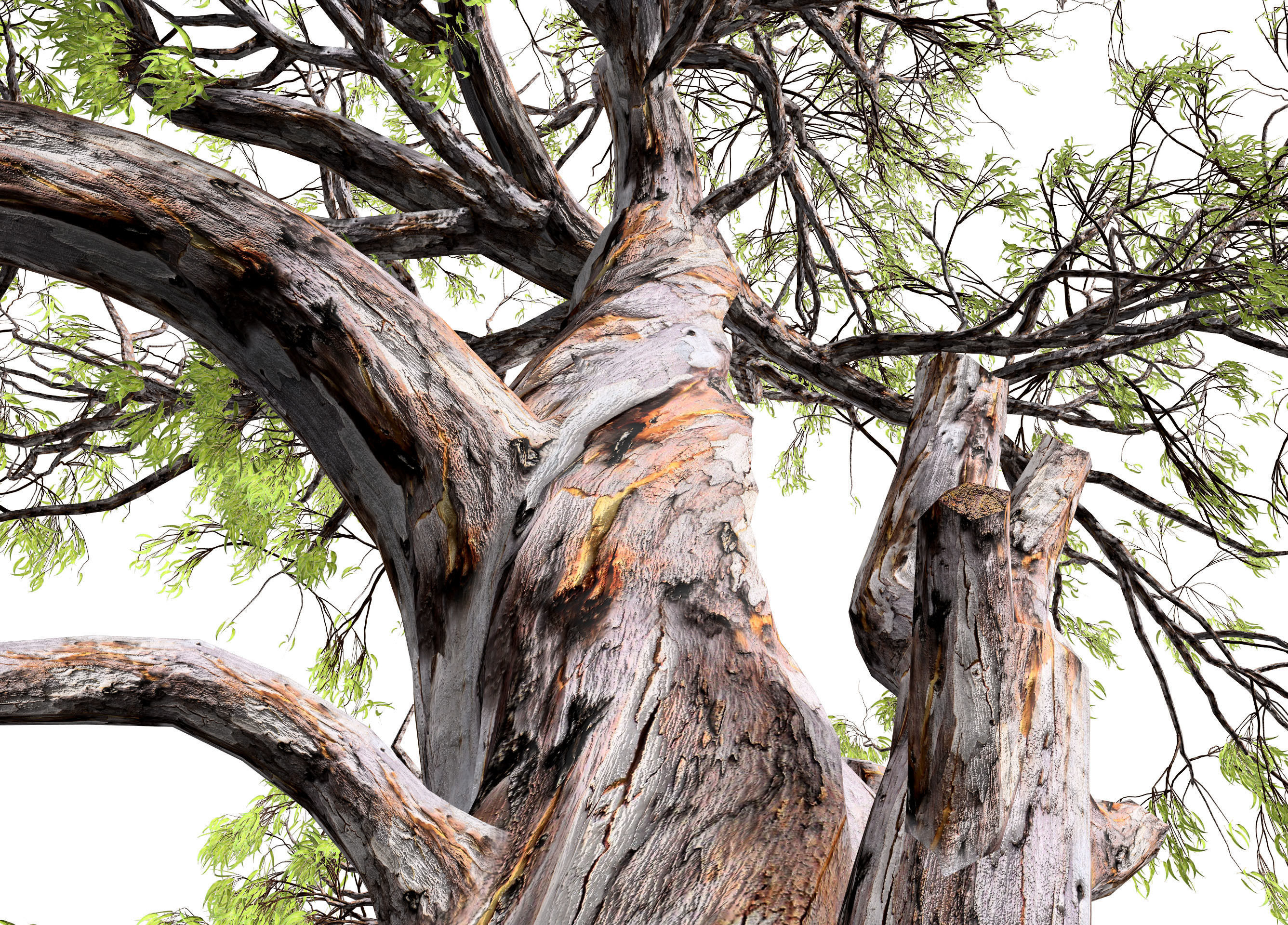 Gum Trees 3D Pack with Summer Fall and Winter Leaf Colors 3D model_12