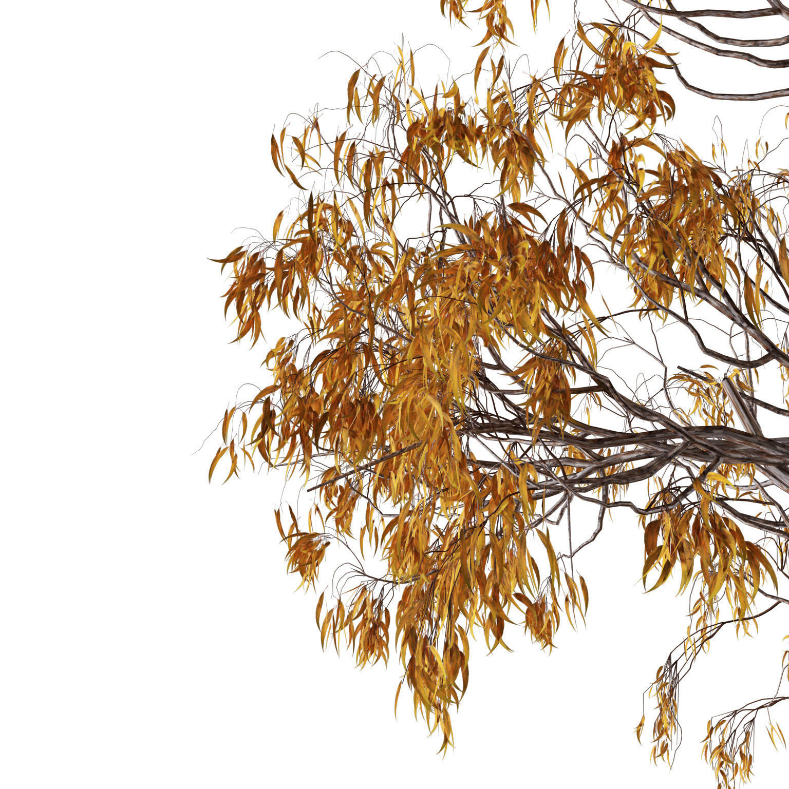 Gum Trees 3D Pack with Summer Fall and Winter Leaf Colors 3D model_9