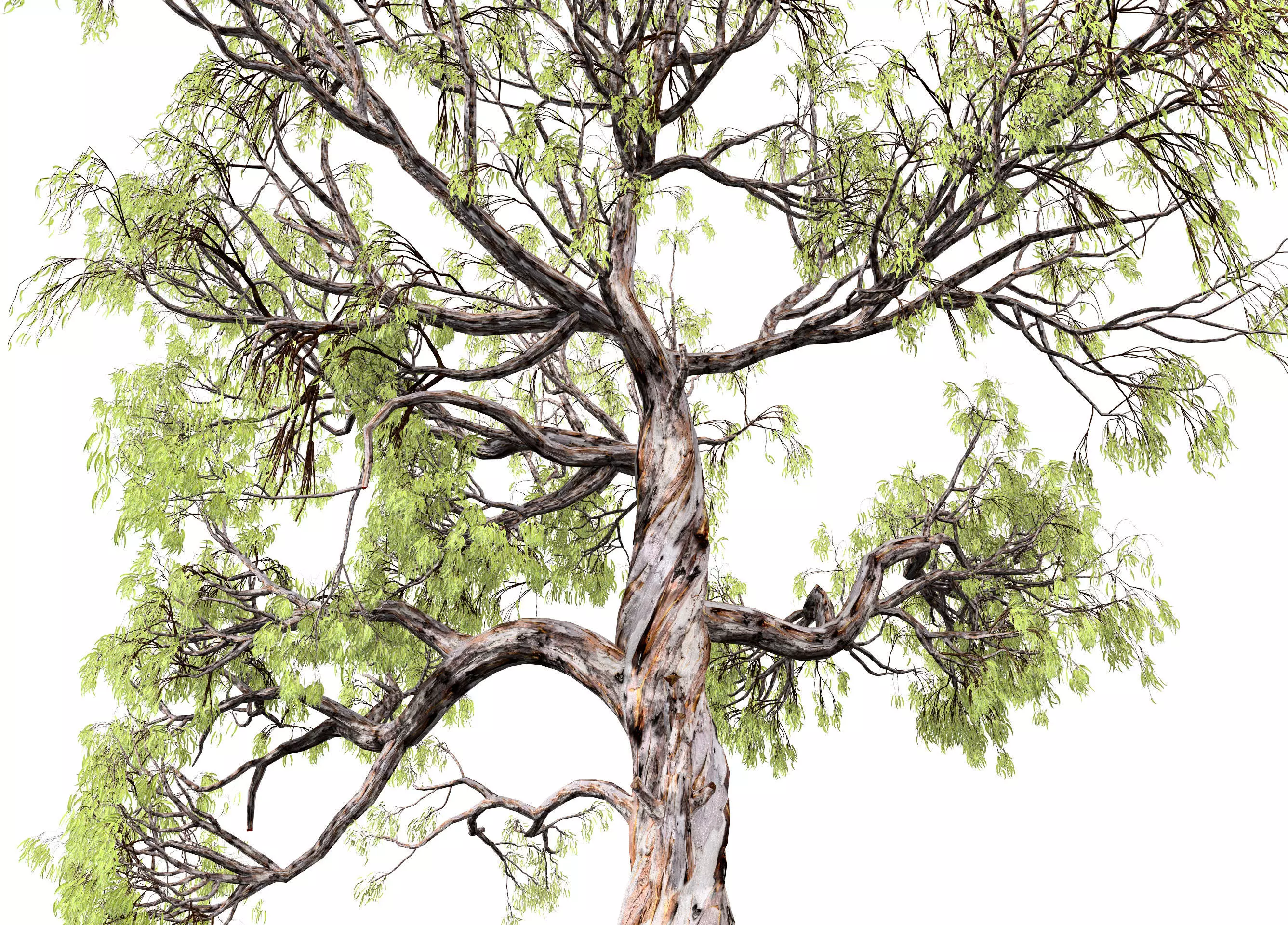 Gum Trees 3D Pack with Summer Fall and Winter Leaf Colors 3D model_0