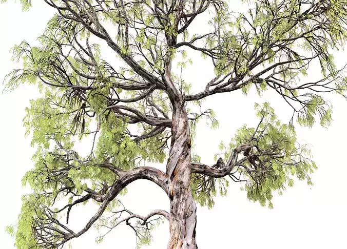 Gum Trees 3D Pack with Summer Fall and Winter Leaf Colors 3D model