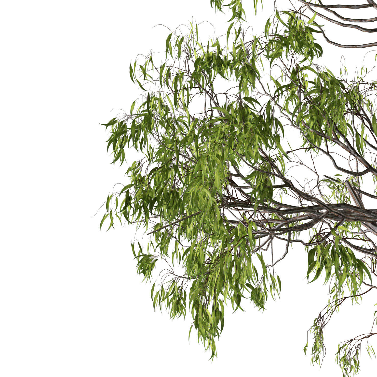 Gum Trees 3D Pack with Summer Fall and Winter Leaf Colors 3D model_11