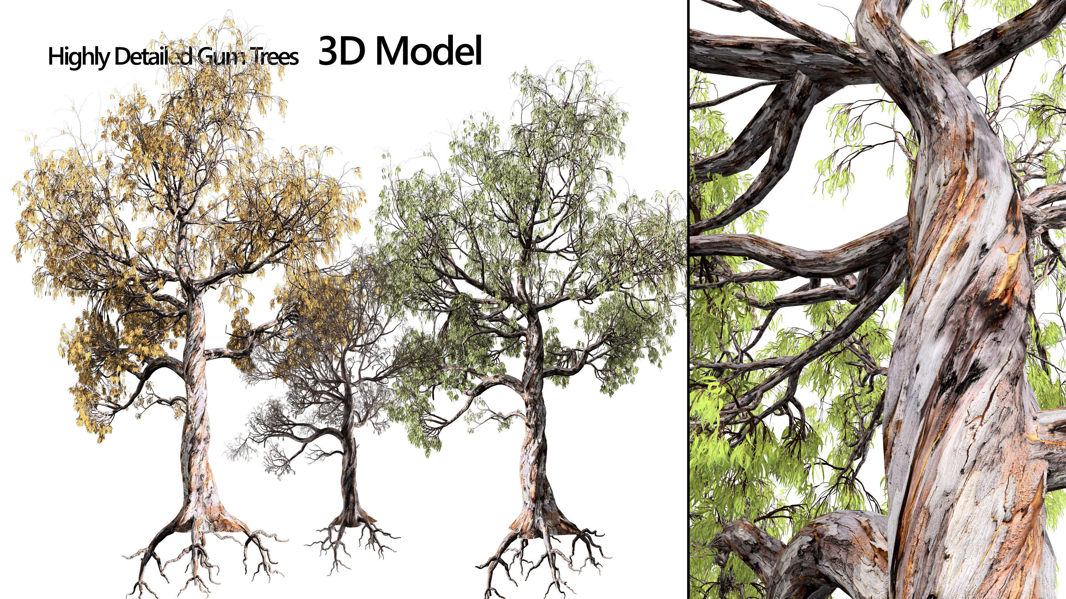 Gum Trees 3D Pack with Summer Fall and Winter Leaf Colors 3D model_19