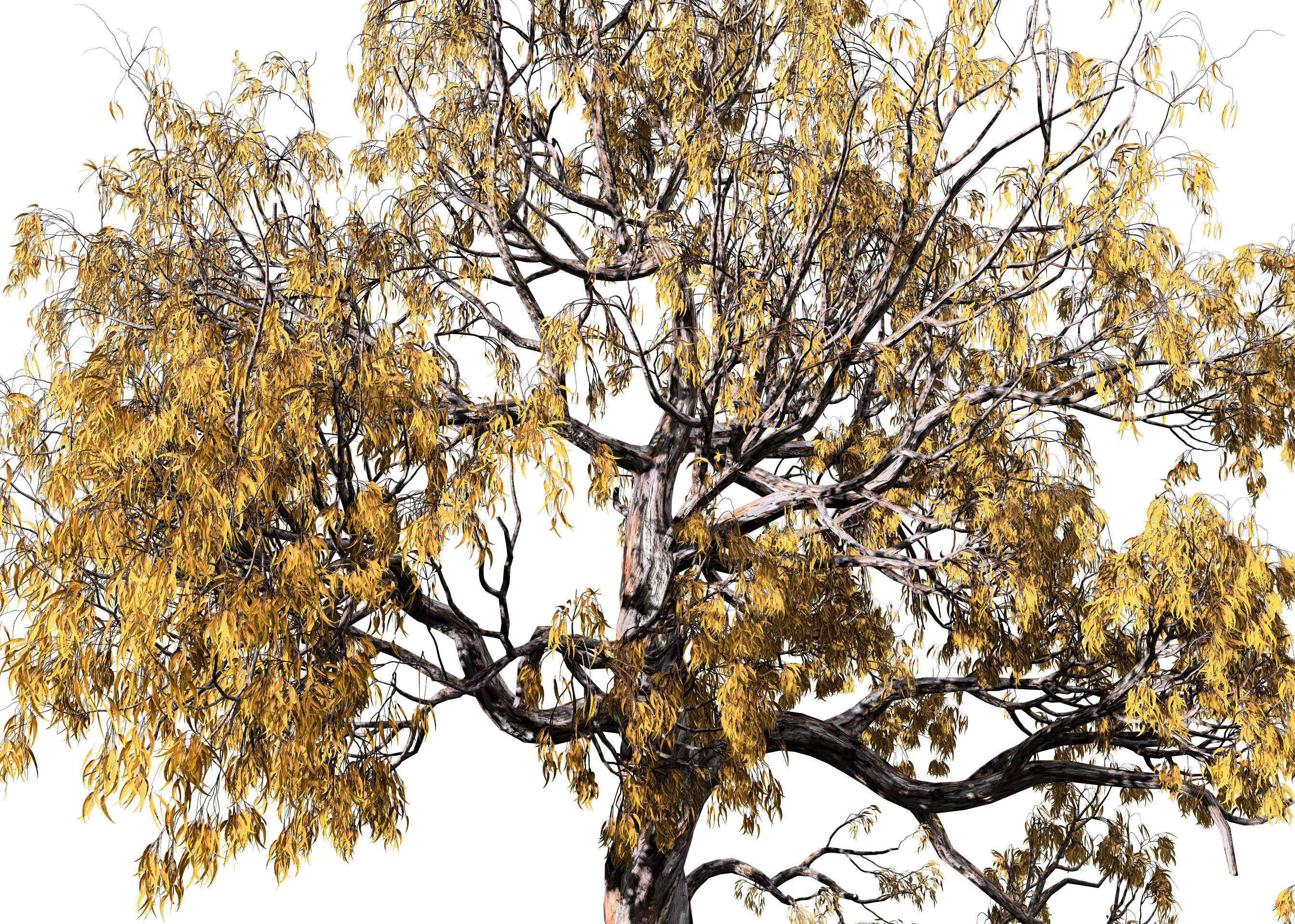 Gum Trees 3D Pack with Summer Fall and Winter Leaf Colors 3D model_13