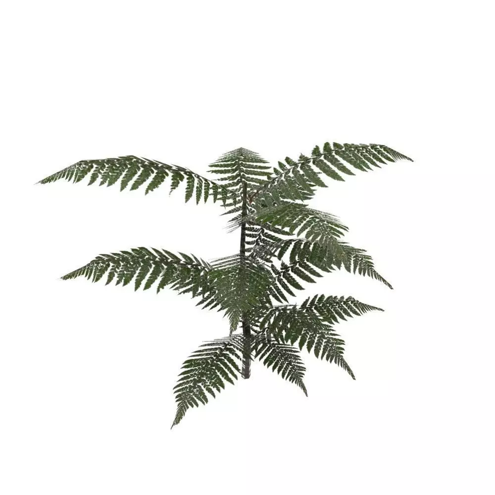 Fern Plant Low-poly 3D model_0