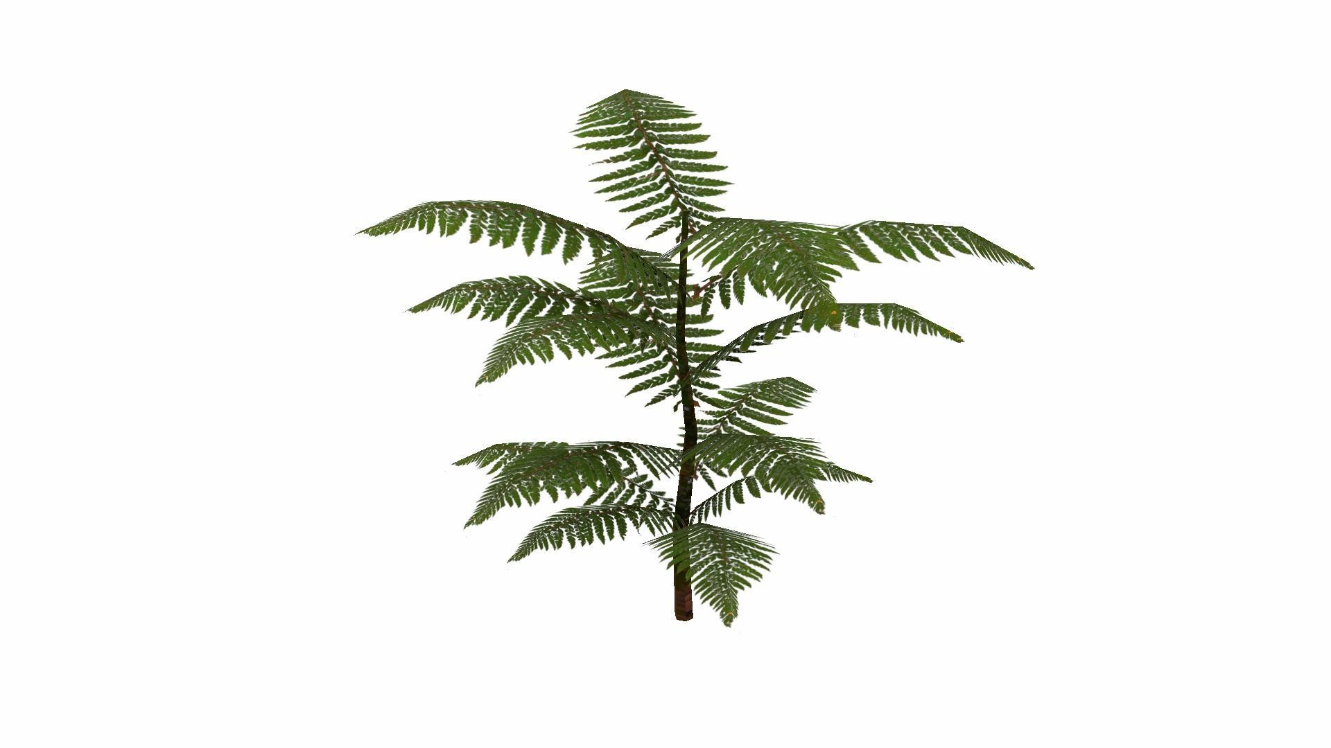 Fern Plant Low-poly 3D model_10