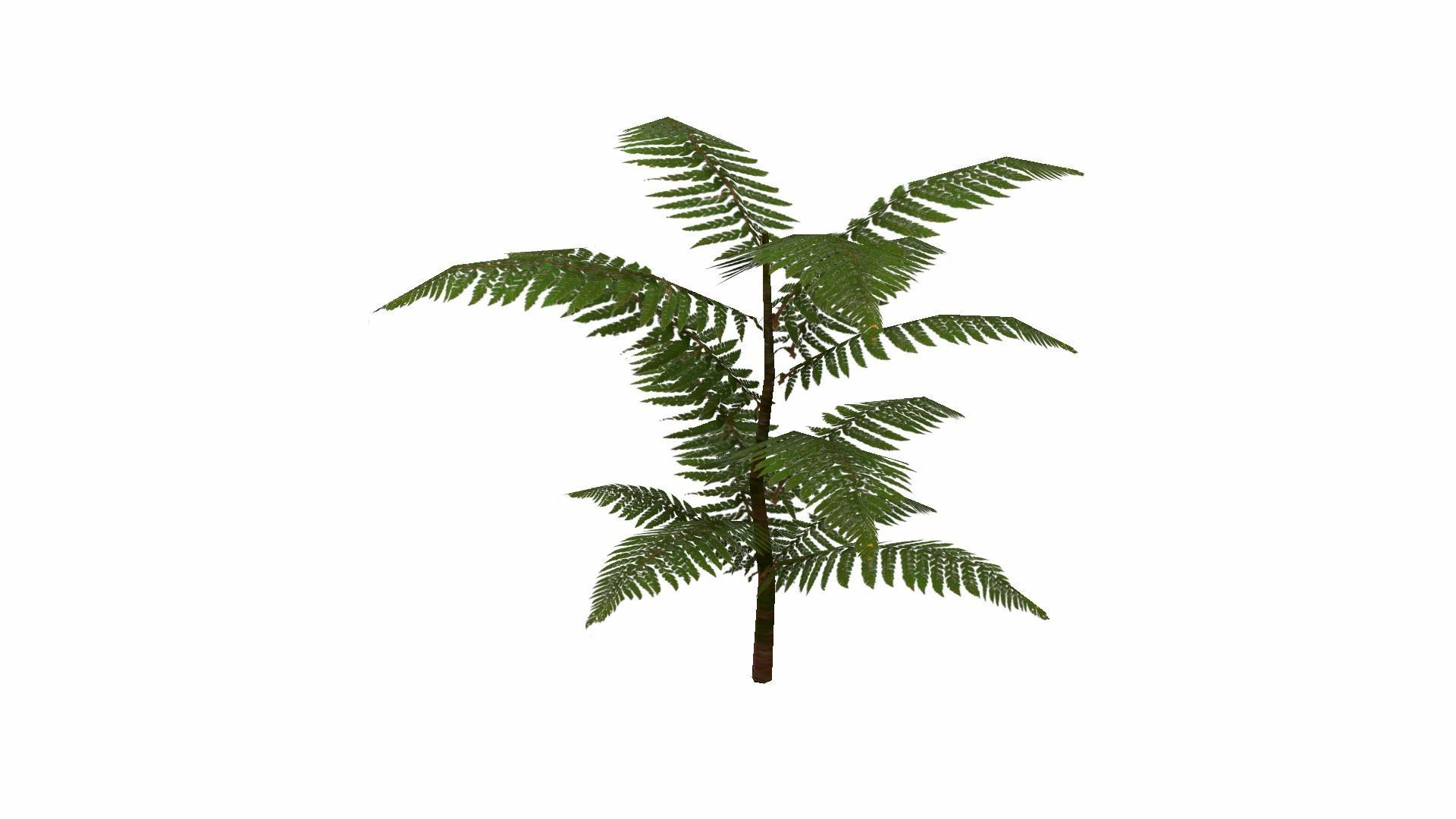 Fern Plant Low-poly 3D model_20