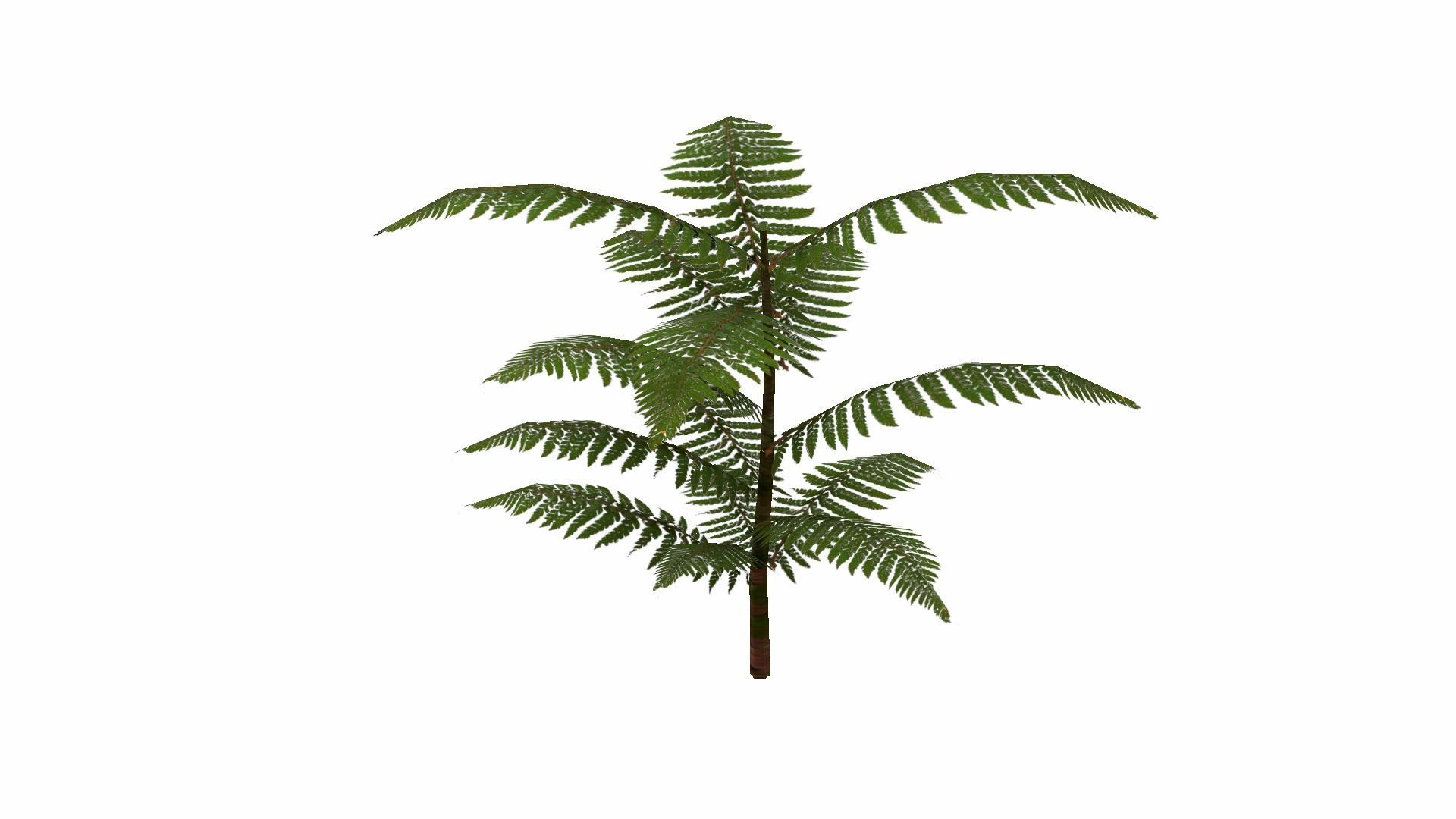 Fern Plant Low-poly 3D model_24