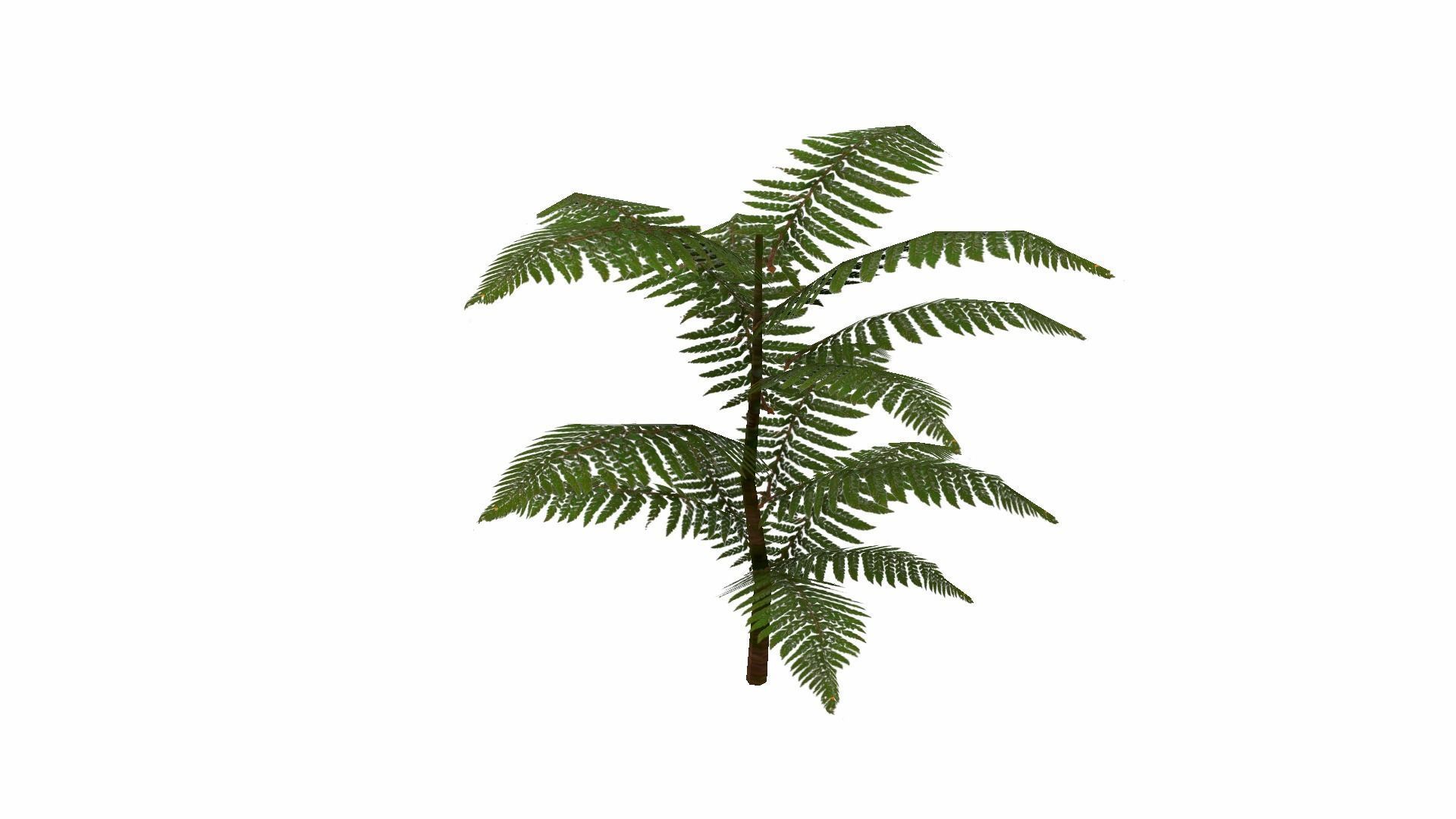 Fern Plant Low-poly 3D model_17
