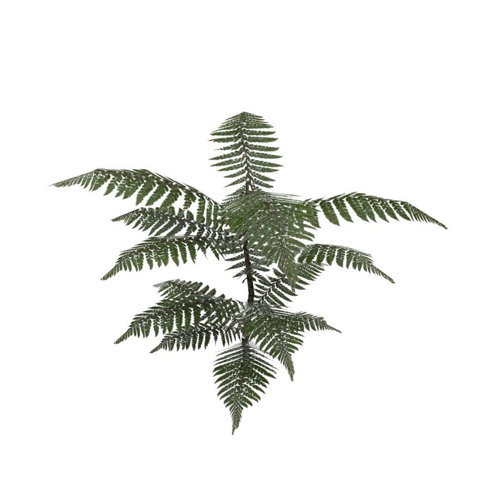 Fern Plant Low-poly 3D model_3