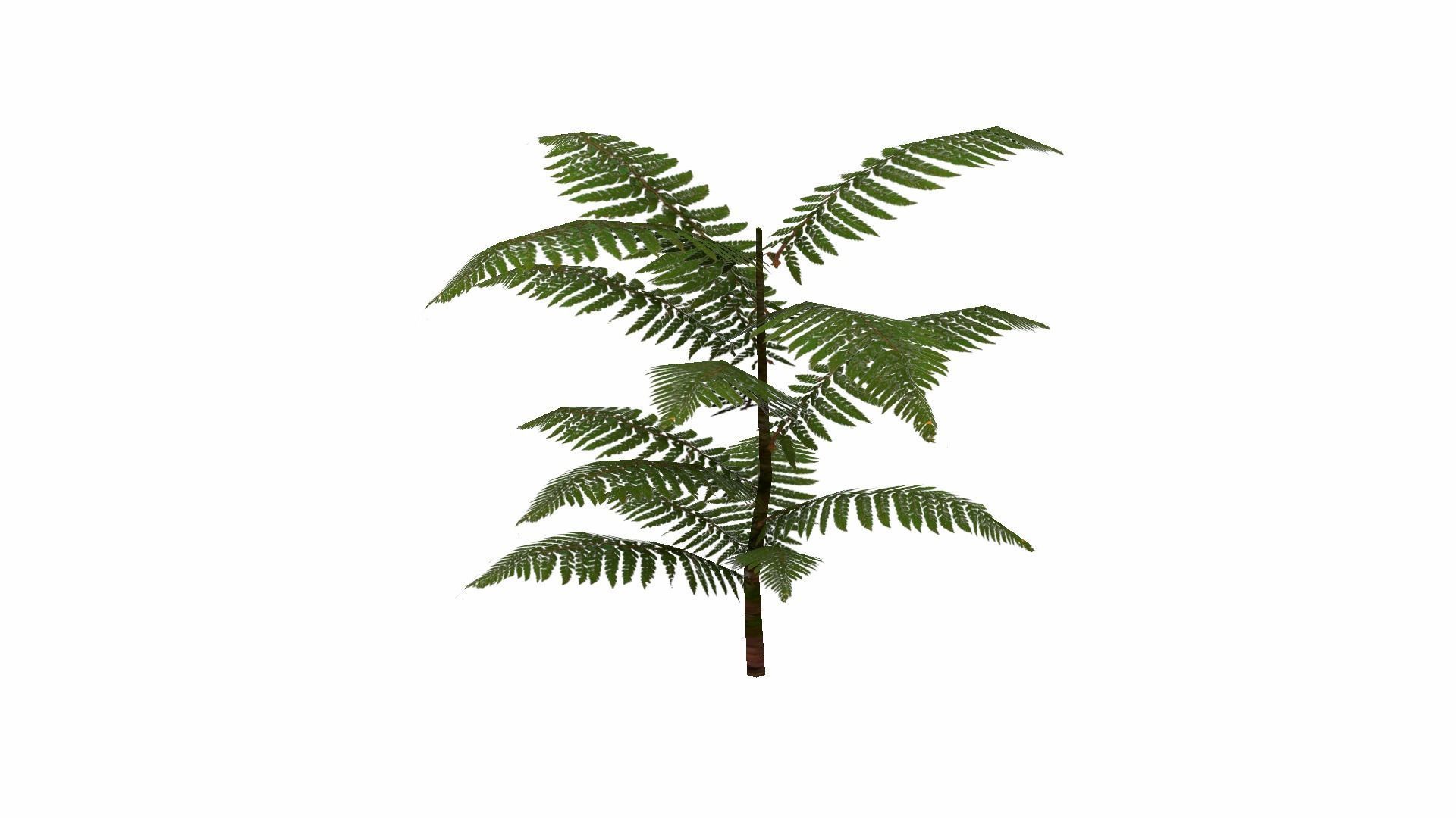 Fern Plant Low-poly 3D model_6