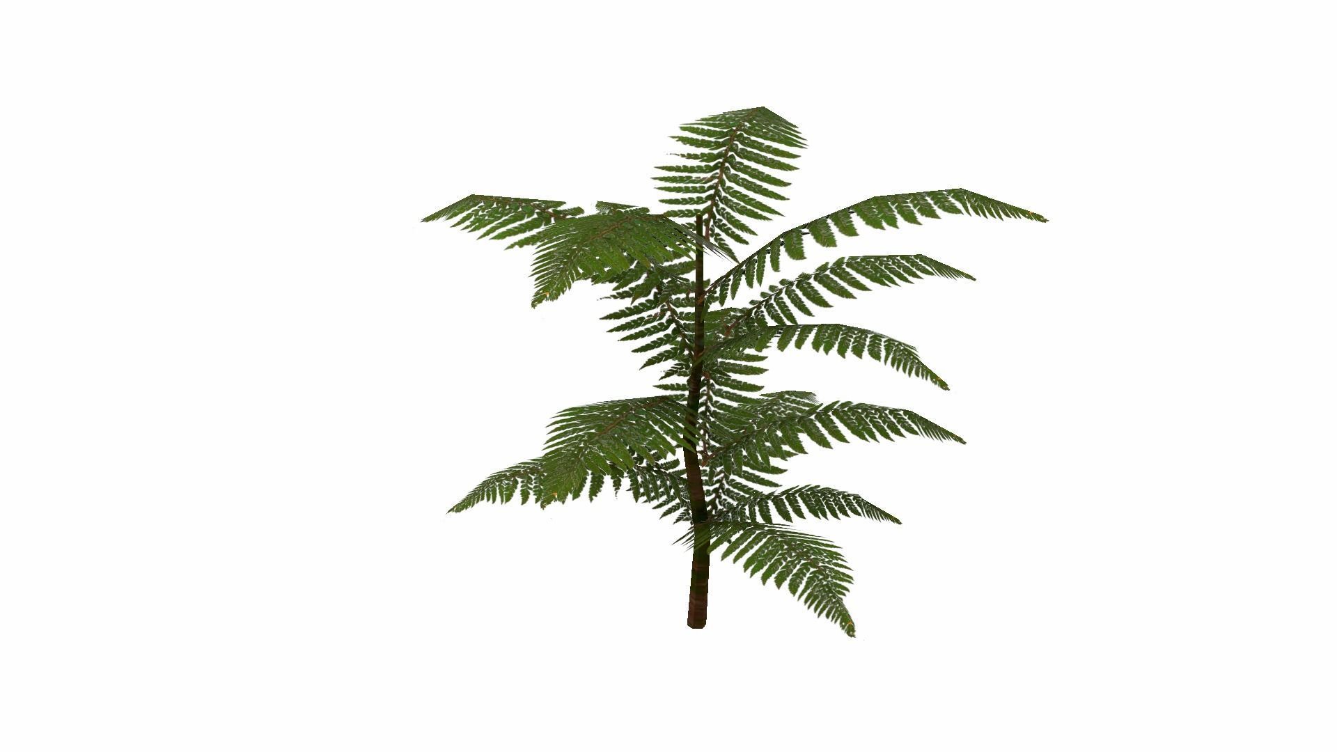 Fern Plant Low-poly 3D model_18