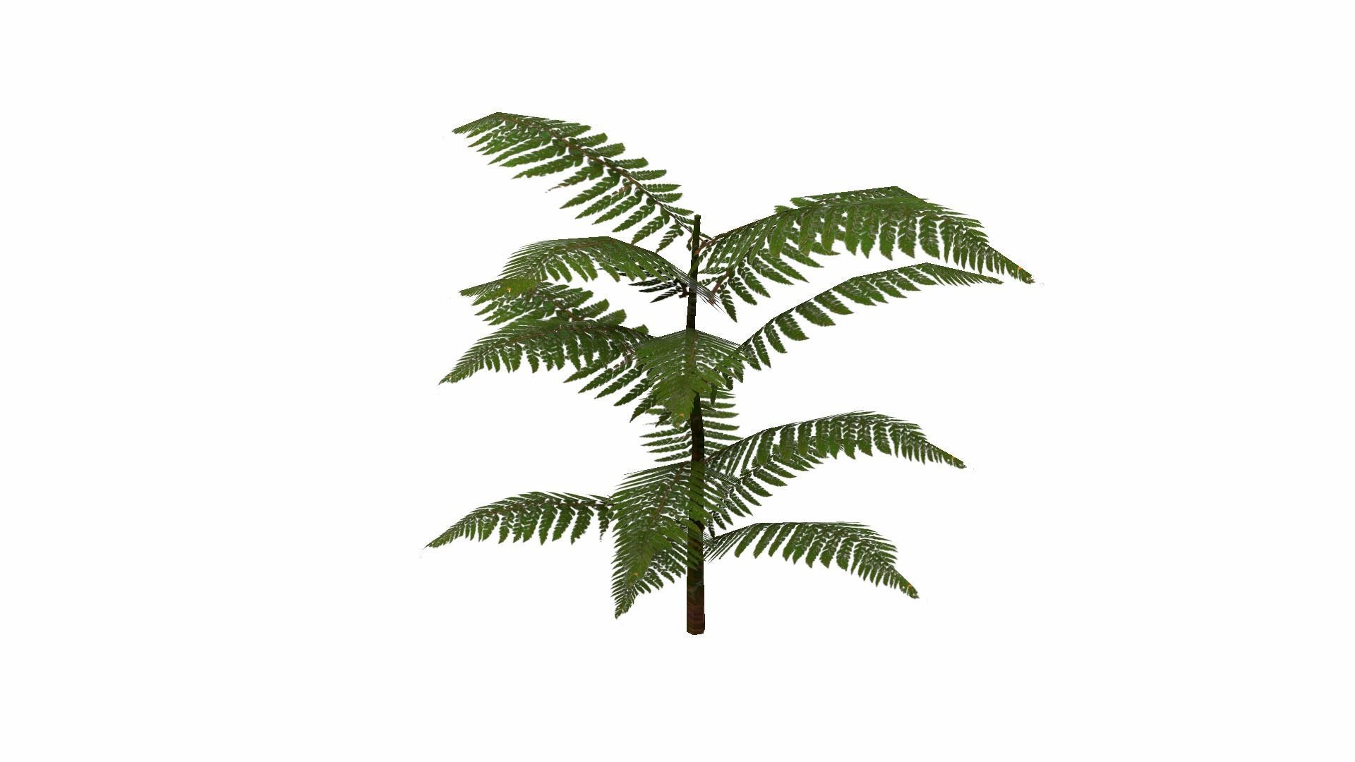 Fern Plant Low-poly 3D model_12
