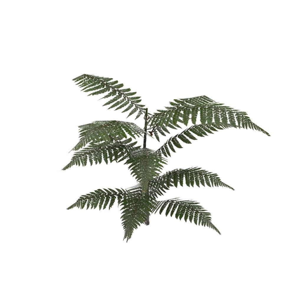 Fern Plant Low-poly 3D model_2