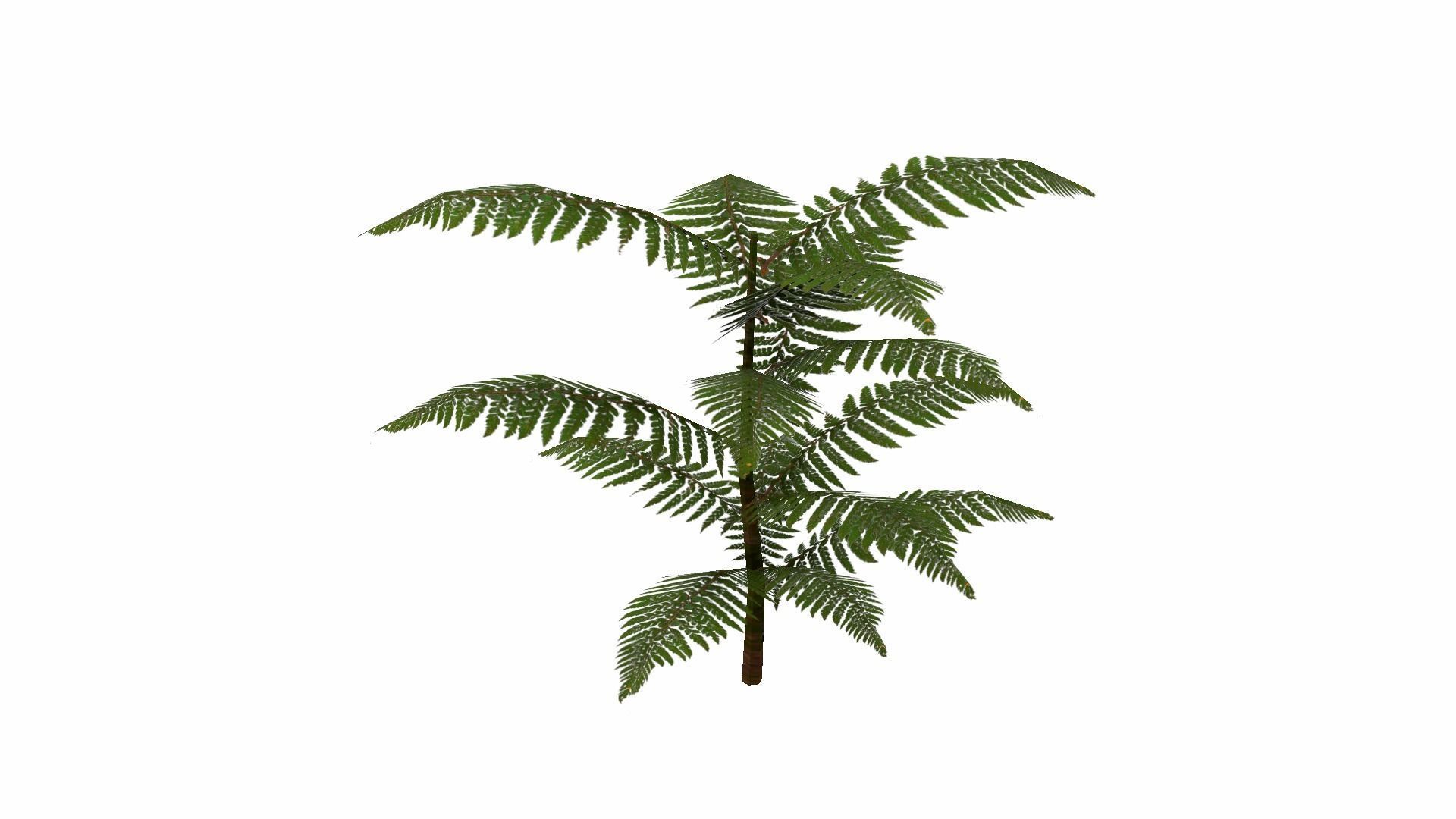 Fern Plant Low-poly 3D model_15