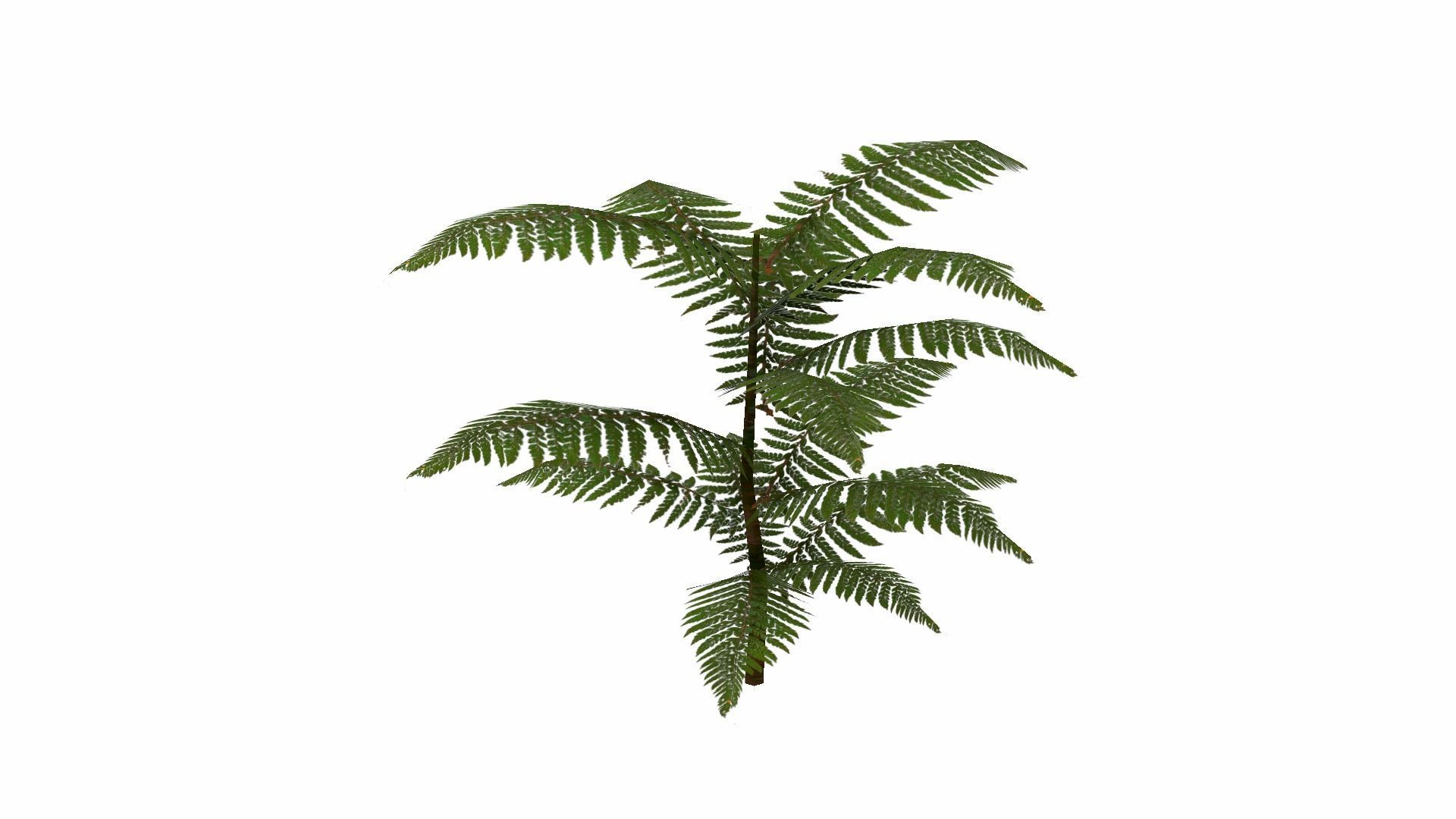 Fern Plant Low-poly 3D model_16
