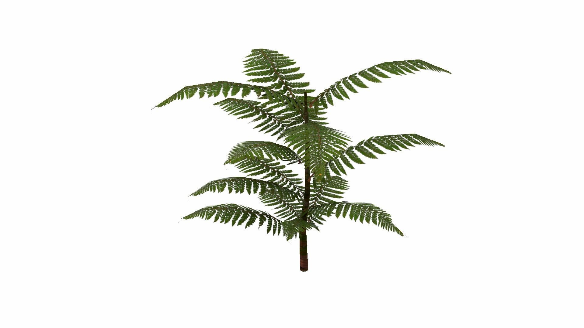 Fern Plant Low-poly 3D model_5