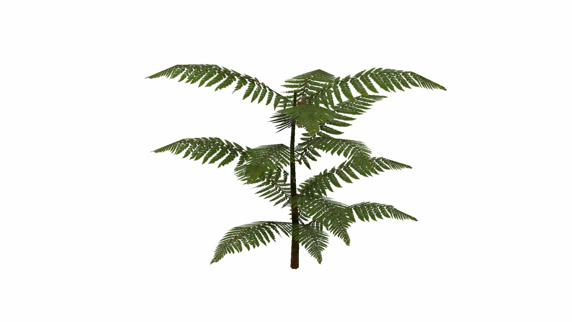 Fern Plant Low-poly 3D model_14