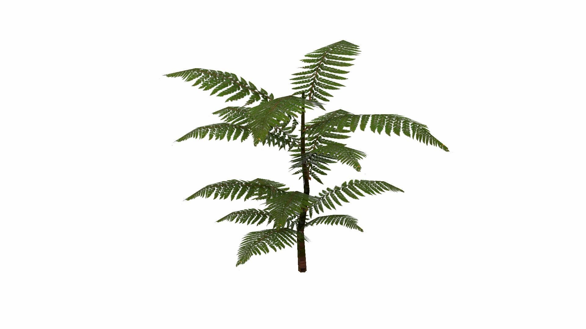 Fern Plant Low-poly 3D model_8