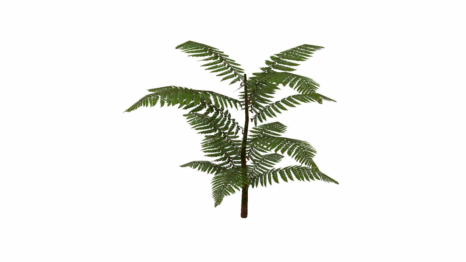 Fern Plant Low-poly 3D model_21