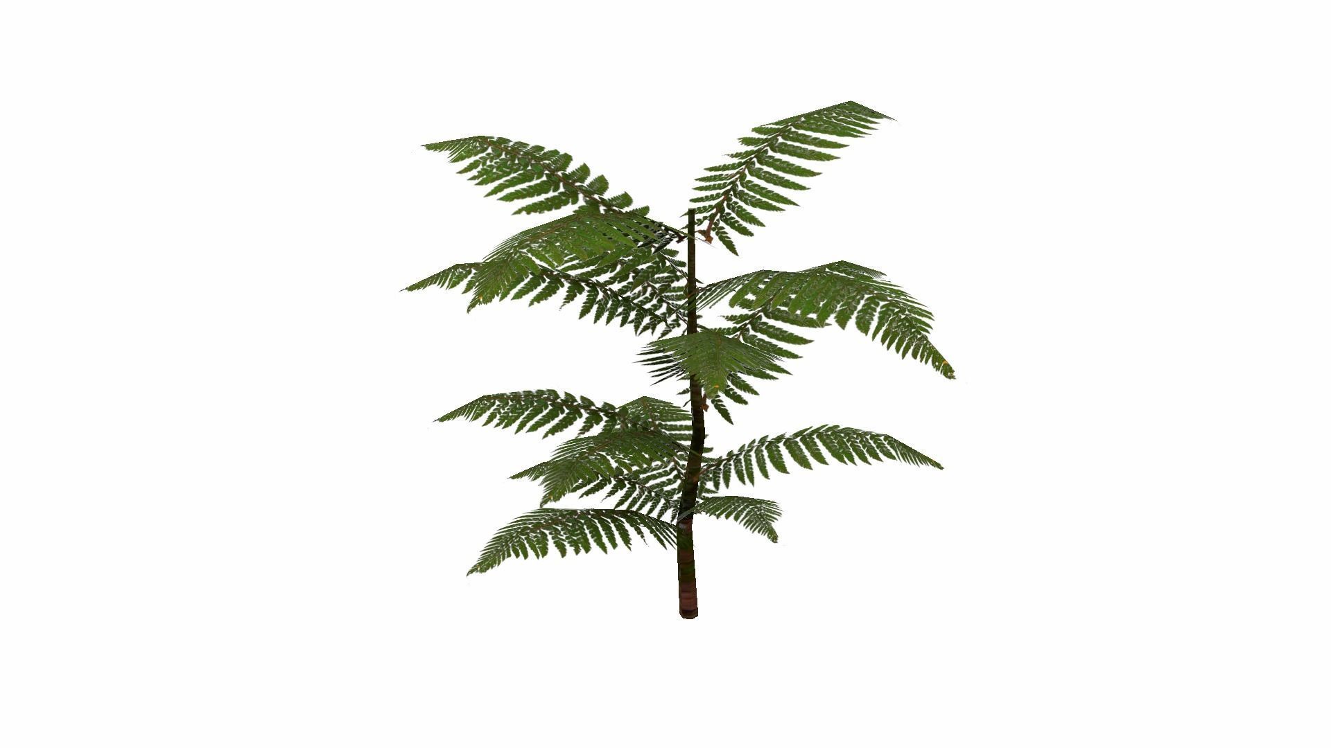 Fern Plant Low-poly 3D model_7