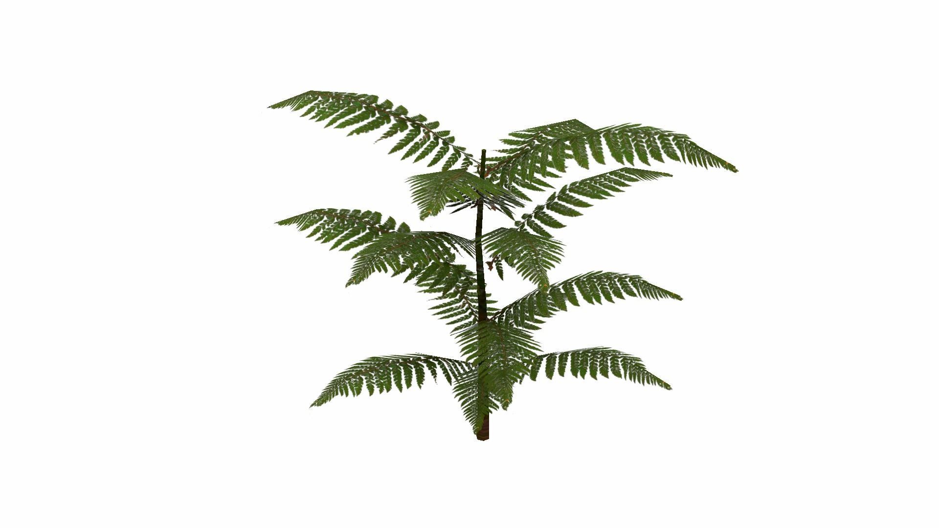 Fern Plant Low-poly 3D model_13
