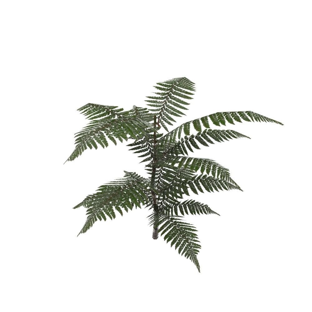 Fern Plant Low-poly 3D model_1
