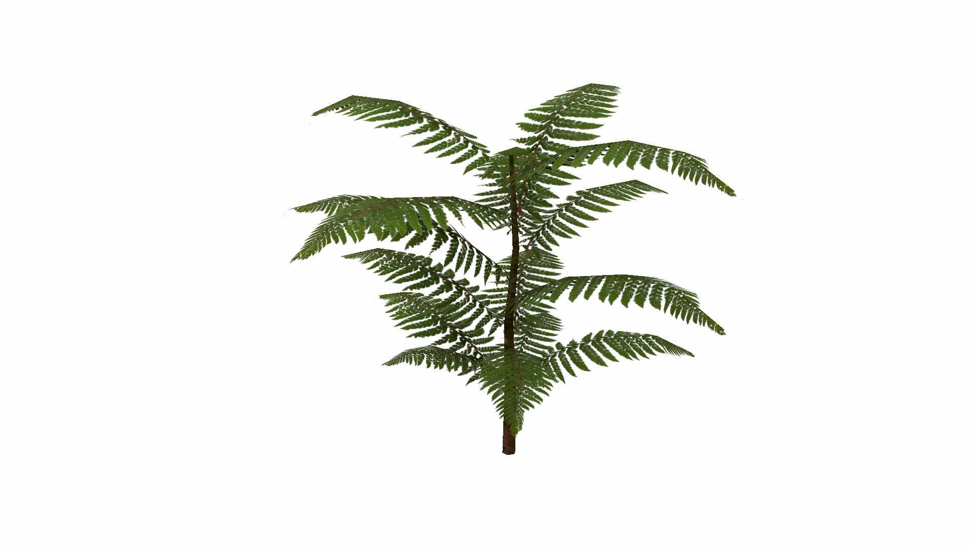Fern Plant Low-poly 3D model_22