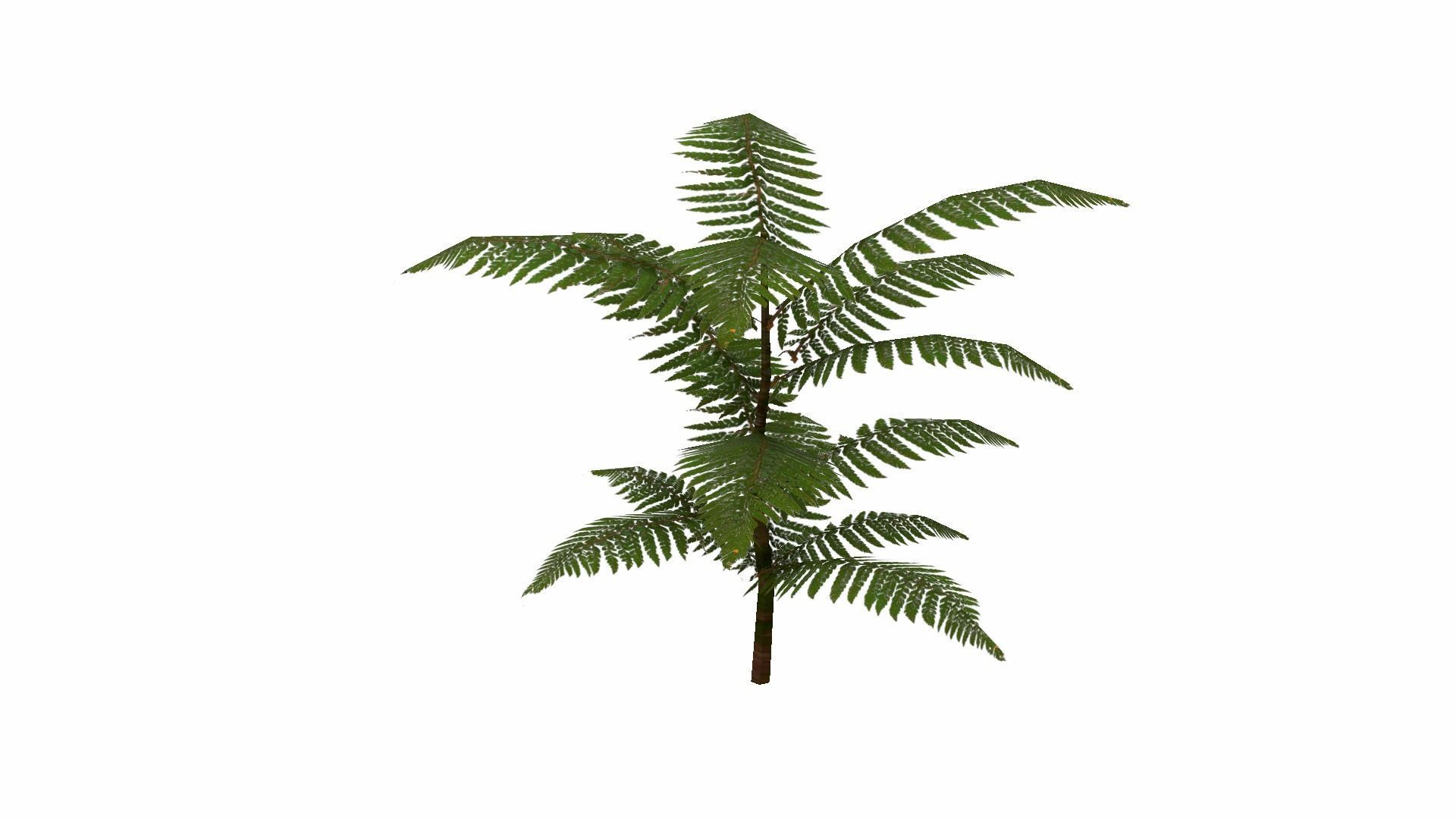 Fern Plant Low-poly 3D model_19