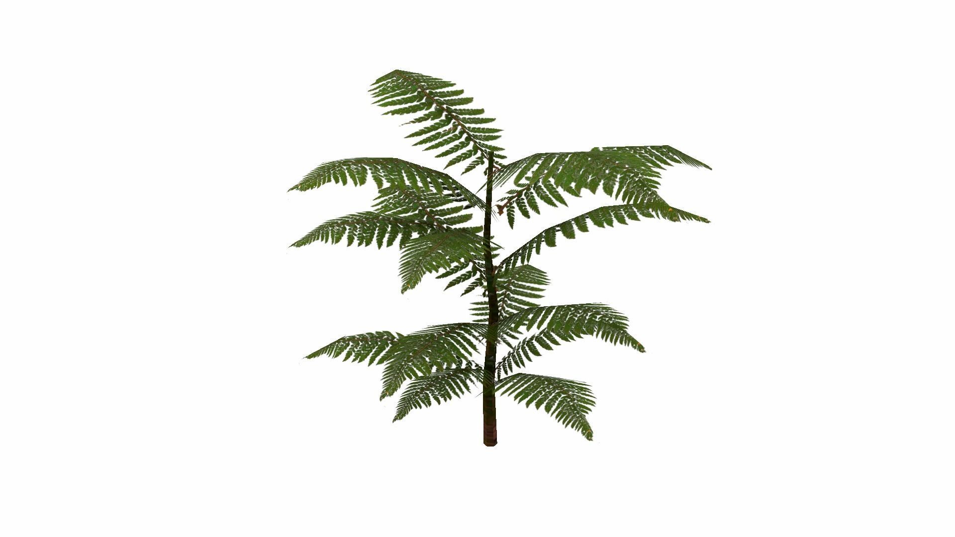 Fern Plant Low-poly 3D model_11