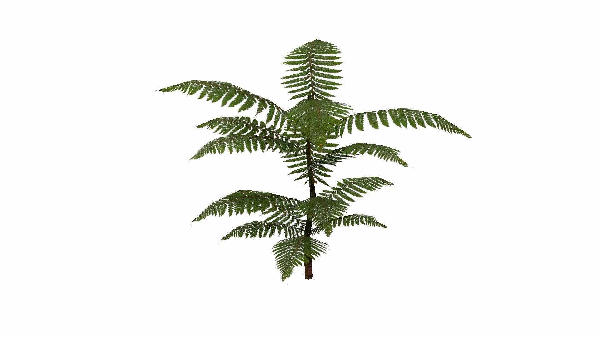 Fern Plant Low-poly 3D model_9