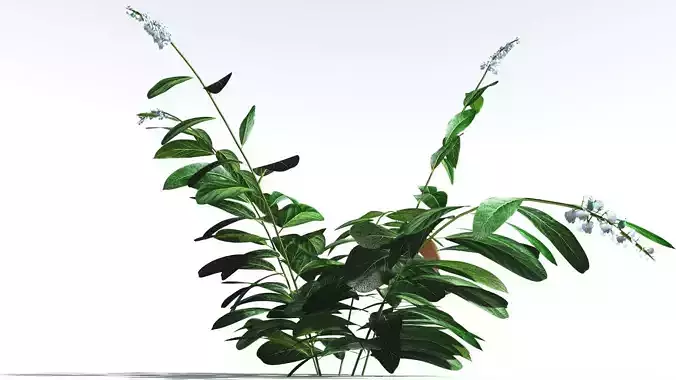 EVERYPlant Native Ginger 1 --15 Models-- 3D model
